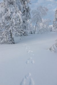 winter, snow, finland-4831017.jpg
