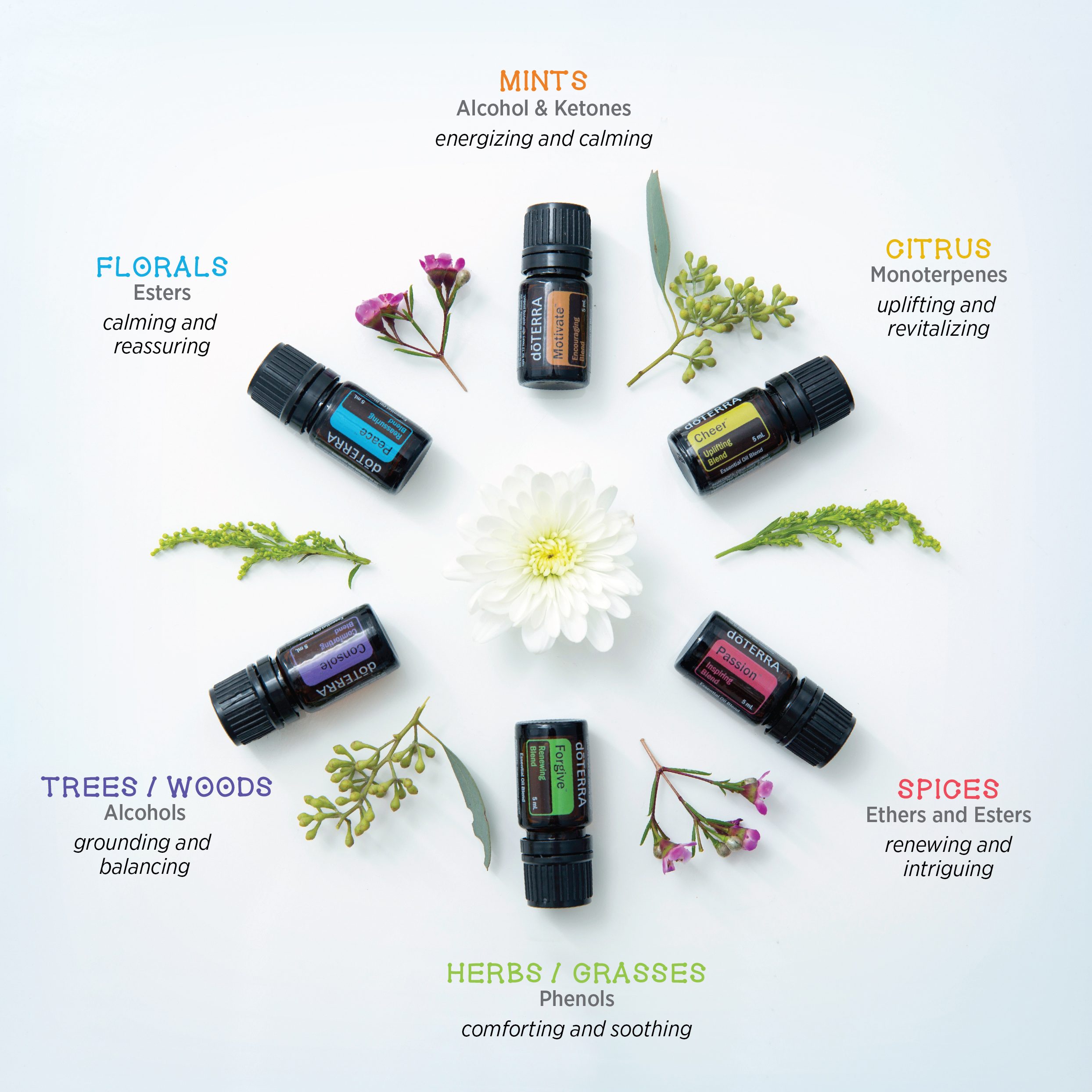 Aromatherapy infographic