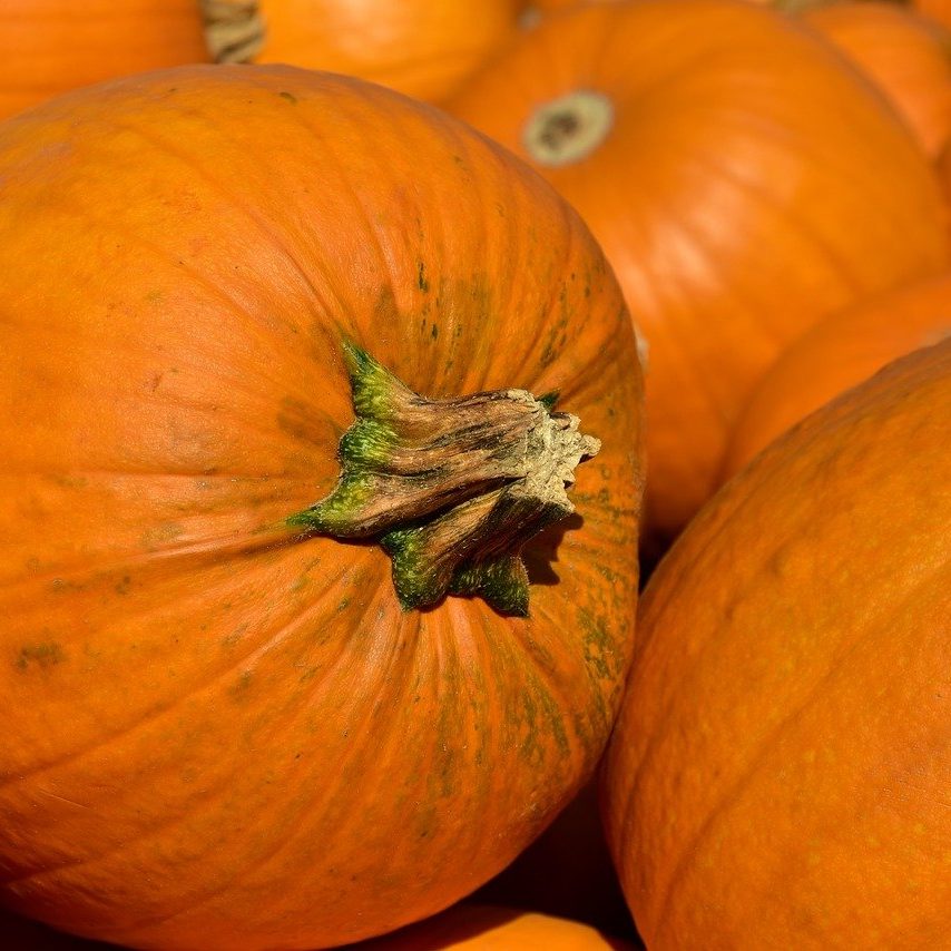 pumpkins-fall-harvest-3636243 pumpkins, fall, harvest-3636243.jpg