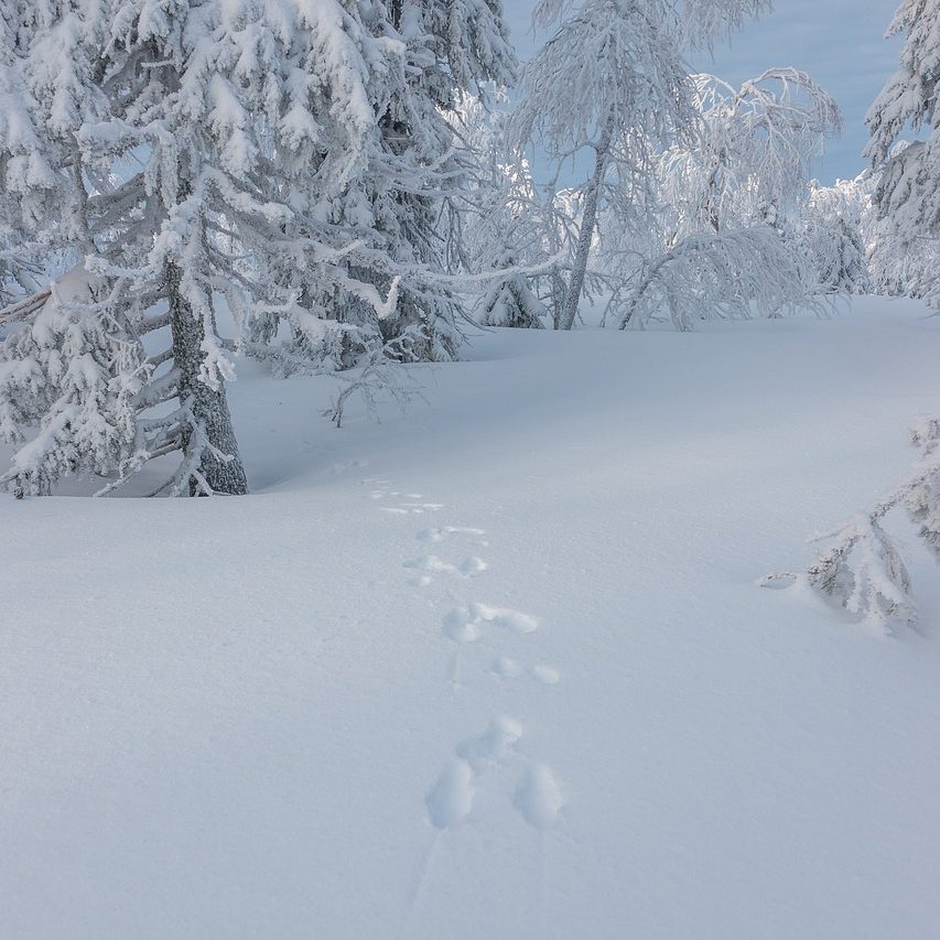 winter-snow-finland-4831017 winter, snow, finland-4831017.jpg